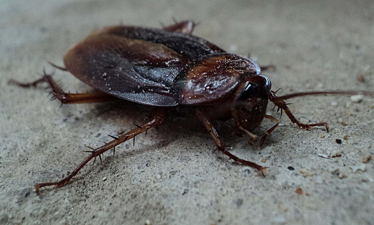 http://www.ecopest-supply.com/cdn/shop/articles/cockroach-g8171b058c_1280_1200x1200.jpg?v=1660774533