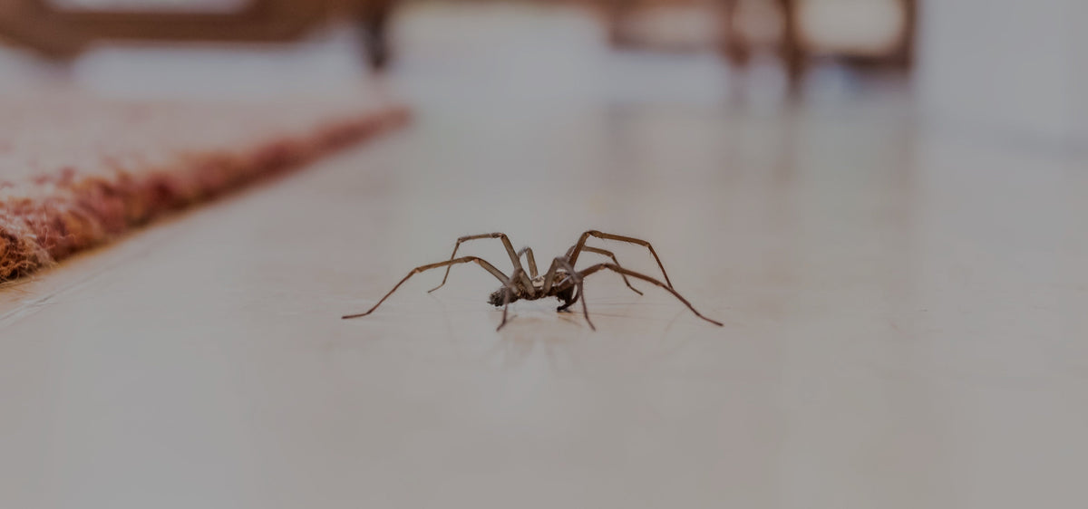 http://www.ecopest-supply.com/cdn/shop/collections/spider_1200x1200.jpg?v=1686216859