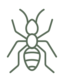 Ants