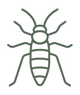 Roaches