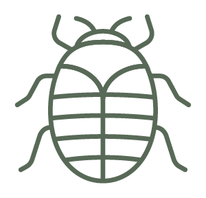 Carpet Beetles