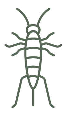 Silverfish